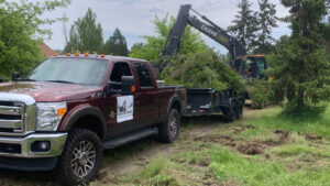 Tree Removal